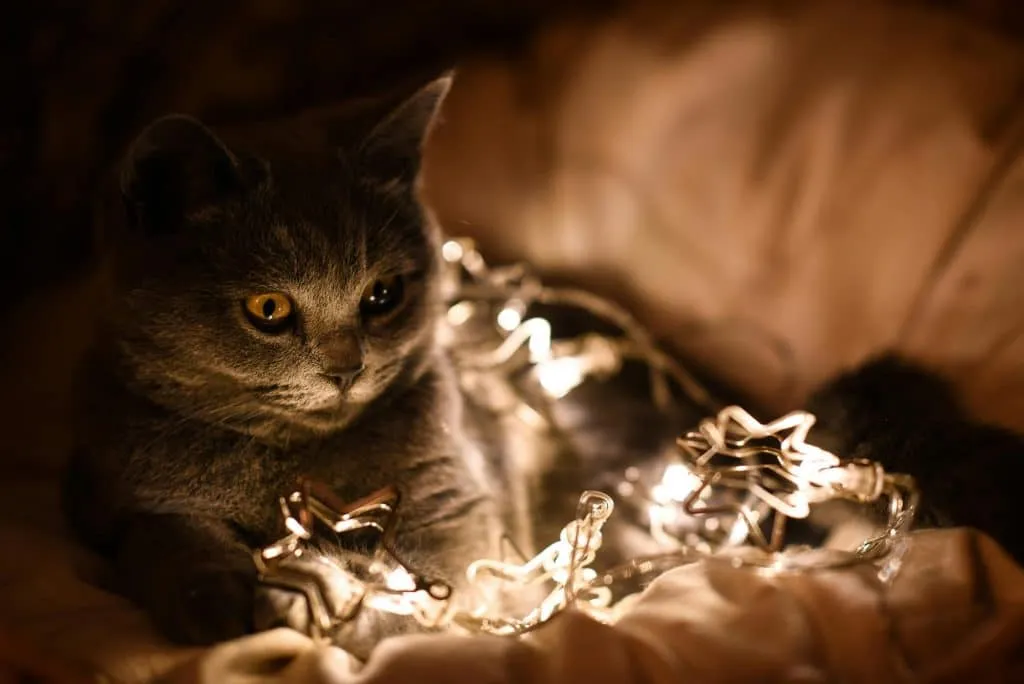 Chat éclairé par les guirlandes lumineuses du sapin de Noël